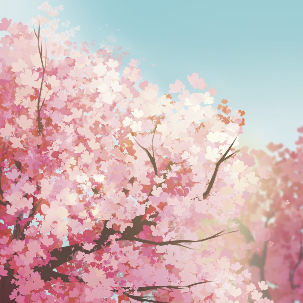 Cherry Blossoms